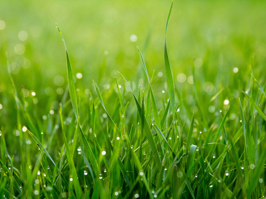 5 Reasons Grass Seed Shapes Our Food Supply and Health